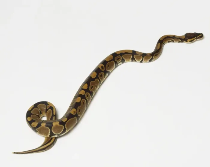 Stampa con cornice : Pitone reale o Pitone del re (Python regius) che si arranca, vista da angolo alto. Stampa con cornice : Pitone reale o Pitone del re (Python regius) che si arranca, vista da angolo alto.