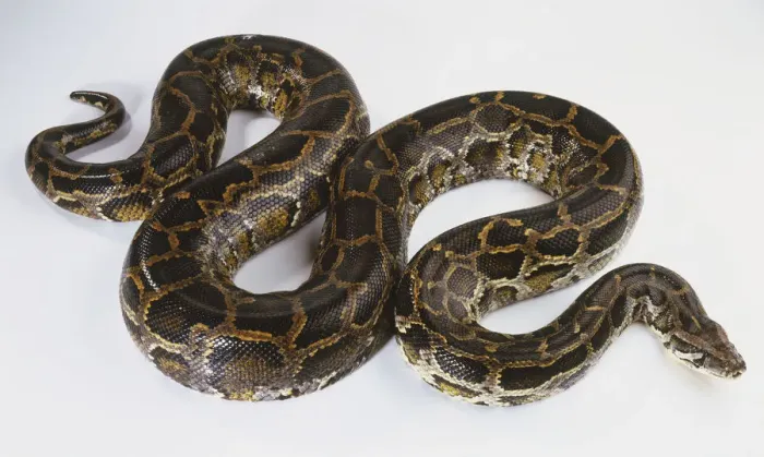 Stampa con cornice : 'Python indiano (Python molurus), vista da sopra mentre si arranca'. Stampa con cornice : 'Python indiano (Python molurus), vista da sopra mentre si arranca'.