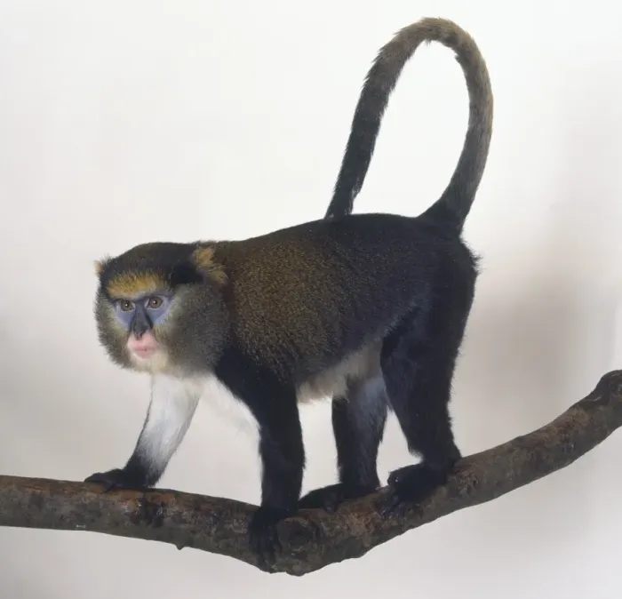 Stampa con cornice : Mona Monkey, Cercopithecus mona, in piedi su quattro zampe su un ramoscello d'albero, coda lunga che si incurva sulla schiena, marcature blu distintive intorno agli occhi, bocca rosa, pelo bianco sull'addome laterale vista di lato.