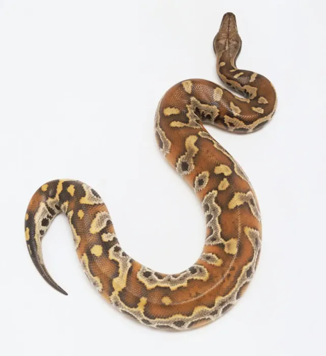 Stampa con cornice : Pythonidae, Python curtus, python del sangue. Stampa con cornice : Pythonidae, Python curtus, python del sangue.