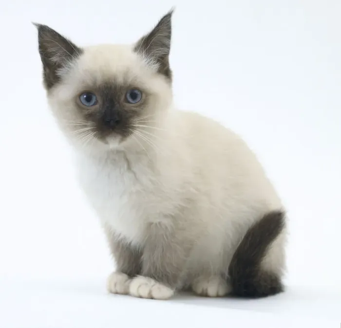 Stampa con cornice : Gatto birmano Stampa con cornice : Gatto birmano