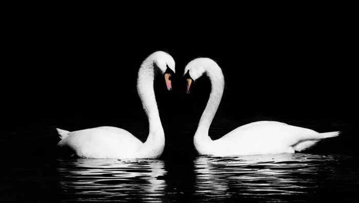 Stampa con cornice : Swan