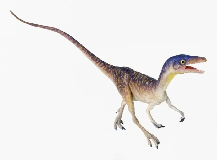 Stampa con cornice : Compsognathus Stampa con cornice : Compsognathus