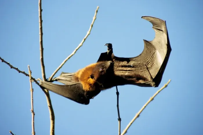 Stampa con cornice : Bat Stampa con cornice : Bat