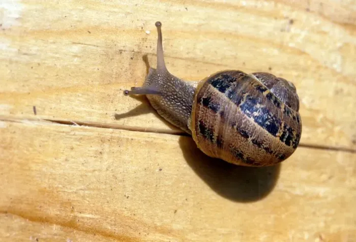 Stampa con cornice : Snail Stampa con cornice : Snail