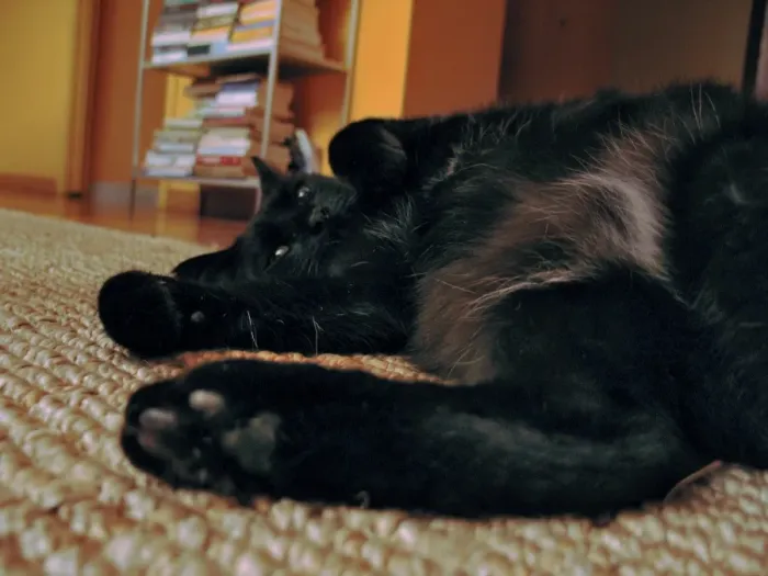Stampa con cornice : Gatto Nero Stampa con cornice : Gatto Nero