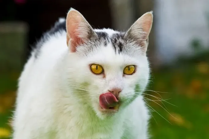 Stampa con cornice : Gatto Mangia