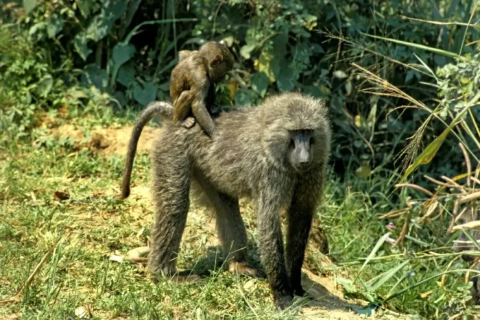 Stampa con cornice : Baboons Stampa con cornice : Baboons