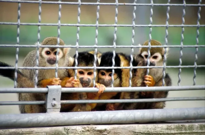 Stampa con cornice : Monkeys Stampa con cornice : Monkeys