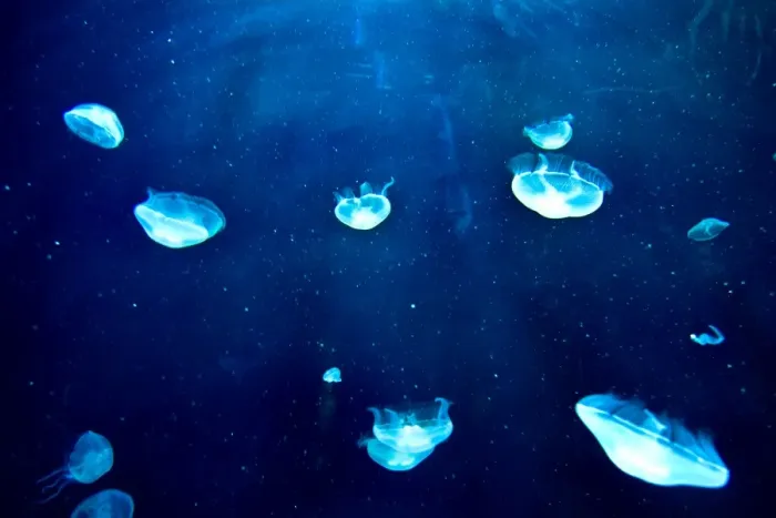 Stampa con cornice : Jellyfish Stampa con cornice : Jellyfish