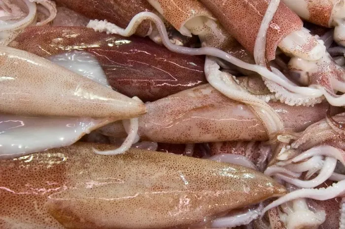 Stampa con cornice : Squids Stampa con cornice : Squids