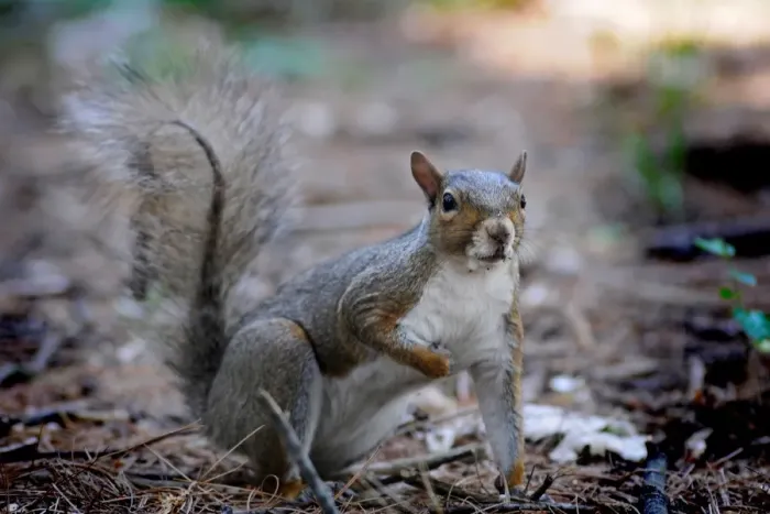 Stampa con cornice : Squirrel