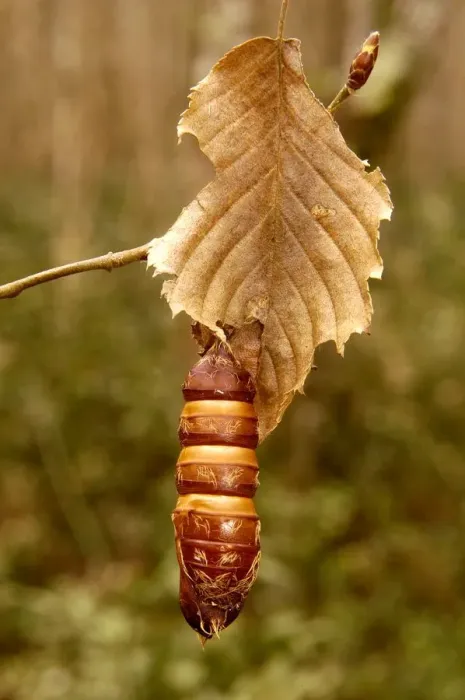 Stampa con cornice : Larva Stampa con cornice : Larva