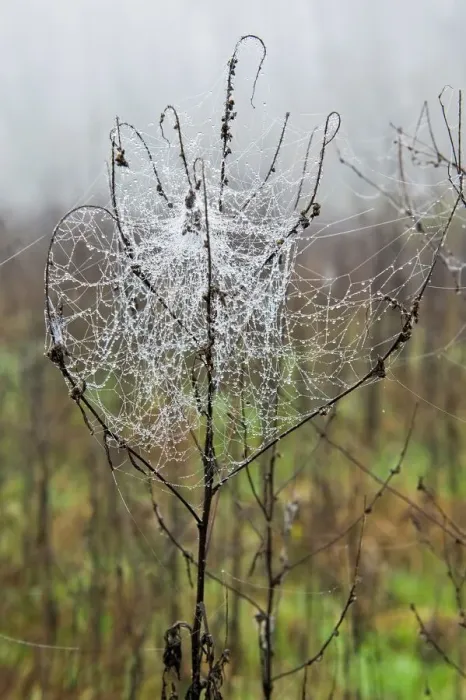 Stampa con cornice : Spider Stampa con cornice : Spider