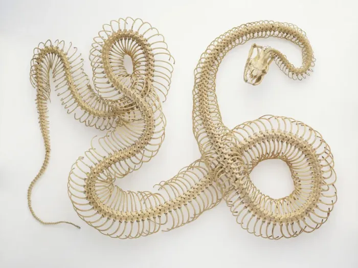 Stampa con cornice : Osteo di Python Stampa con cornice : Osteo di Python
