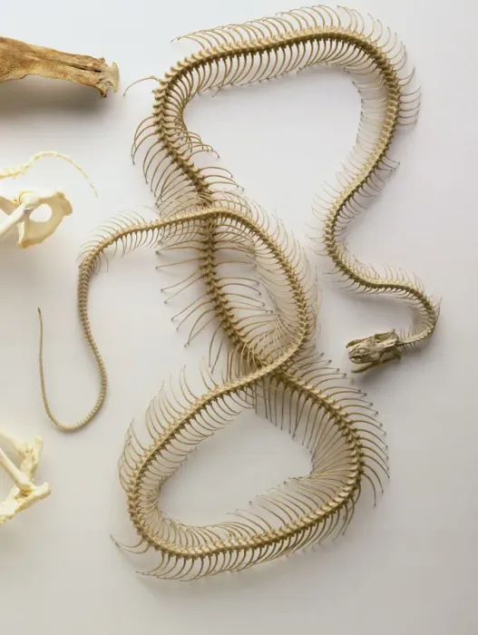 Stampa con cornice : Scheletro di Python, cranio con mandibola inferiore caduta, colonna vertebrale lungo tutta la lunghezza del corpo, molte vertebre, costole paia. Stampa con cornice : Scheletro di Python, cranio con mandibola inferiore caduta, colonna vertebrale lungo tutta la lunghezza del corpo, molte vertebre, costole paia.
