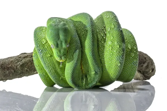 Stampa con cornice : Serpente verde Python.