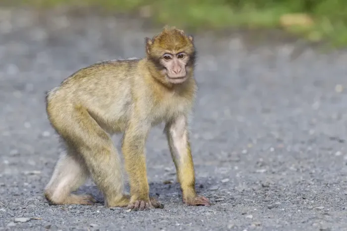 Stampa con cornice : Barbary Macaque -Macaca sylvanus-, adulto, in cattività, Renania-Palatinato, Germania.