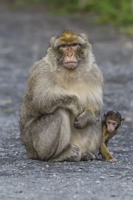 Stampa con cornice : Barbary Macaque -Macaca sylvanus-, adulto con scimmia neonata, in cattività, Renania-Palatinato, Germania.