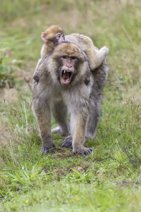 Stampa con cornice : Barbary Macaque -Macaca sylvanus-, adulto e giovane, in cattività, Renania-Palatinato, Germania.