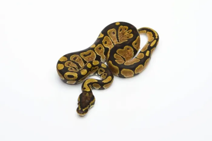 Stampa con cornice : Ragno nero con testa nera Albino possibile Het Ragno ball python o Python reale -Python regius-, femmina.
