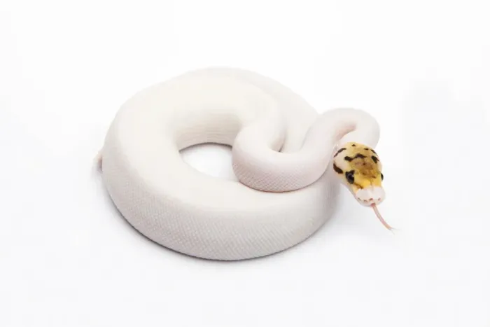 Stampa con cornice : Bumble Bee Piebald Ball Python o Royal Python -Python regius-, femmina. Stampa con cornice : Bumble Bee Piebald Ball Python o Royal Python -Python regius-, femmina.