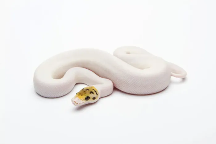 Stampa con cornice : Bumble Bee Piebald Ball Python o Royal Python -Python regius-, femmina.