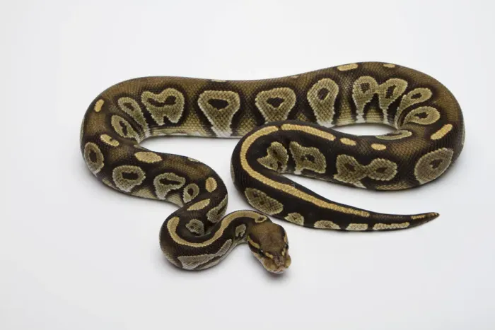 Stampa con cornice : Hipo Nero Testa di Cane Cappello Albino Ball Python o Python Reale -Python regius-, maschio. Stampa con cornice : Hipo Nero Testa di Cane Cappello Albino Ball Python o Python Reale -Python regius-, maschio.