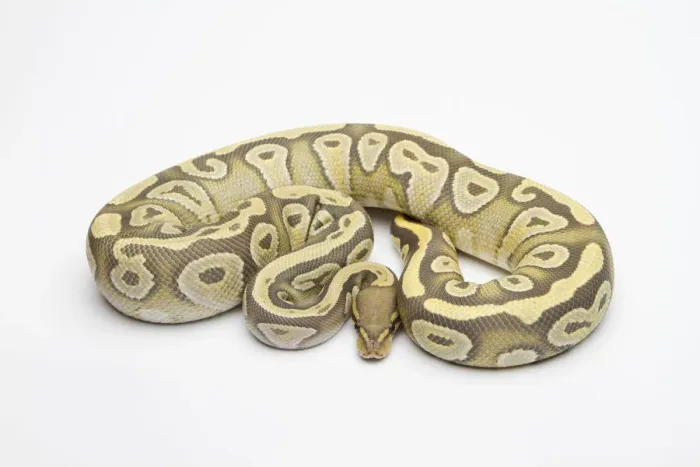 Stampa con cornice : Ipoteche Mojave Ball Python o Python reale -Python regius-, femmina.