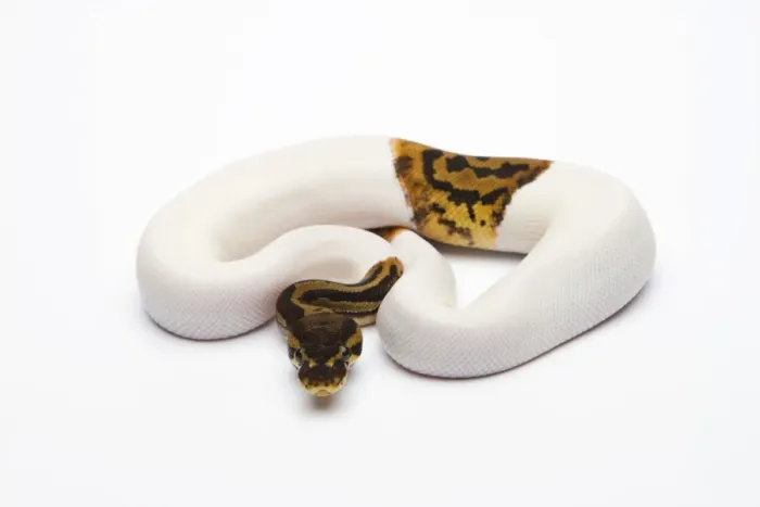 Stampa con cornice : Leopardo Piebald Ball Python o Python reale -Python regius-, maschio.