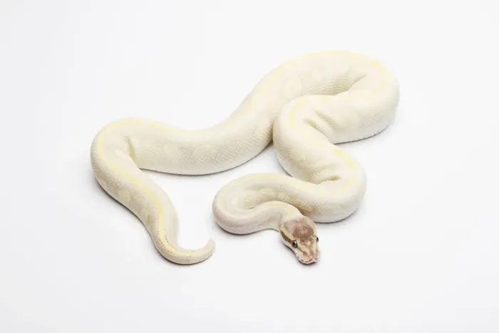 Stampa con cornice : Opale di diamante Ball Python o Python reale -Python regius-, maschio. Stampa con cornice : Opale di diamante Ball Python o Python reale -Python regius-, maschio.