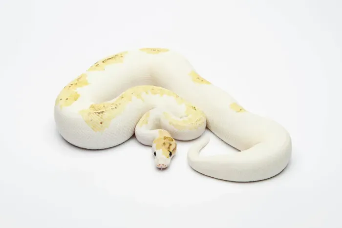Stampa con cornice : Paradosso Super Fire Ball Python o Royal Python -Python regius-, maschio. Stampa con cornice : Paradosso Super Fire Ball Python o Royal Python -Python regius-, maschio.