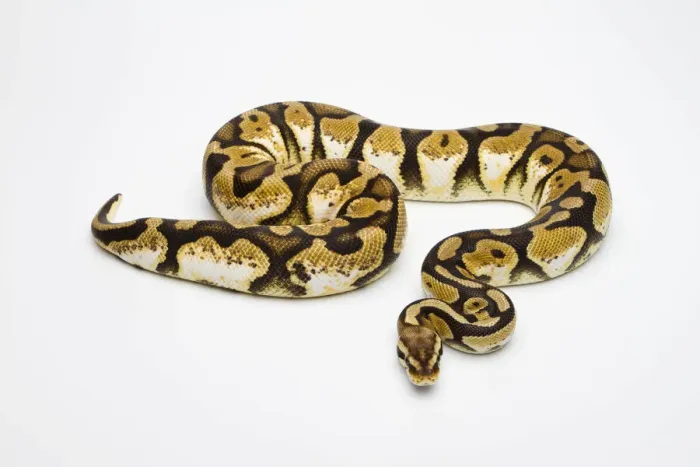 Stampa con cornice : Pastello Calico Ball Python o Python regio -Python regius-, femmina. Stampa con cornice : Pastello Calico Ball Python o Python regio -Python regius-, femmina.