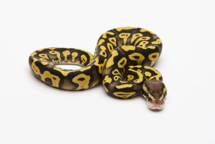 Stampa con cornice : Pastello Fantasma Giallo Ventre Ball Python o Pitone Reale -Python regius-, maschio.
