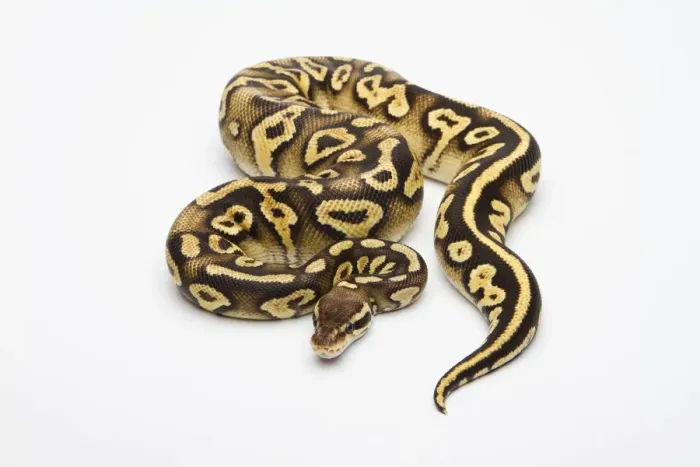 Stampa con cornice : Pastello Fantasma Giallo Ventre Ball Python o Pitone Reale -Python regius-, femmina. Stampa con cornice : Pastello Fantasma Giallo Ventre Ball Python o Pitone Reale -Python regius-, femmina.