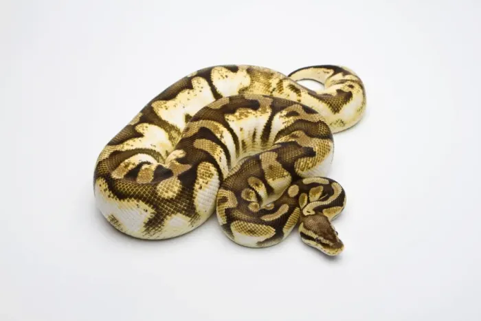 Stampa con cornice : Pastello di zucchero Ball Python o Python reale -Python regius-, femmina. Stampa con cornice : Pastello di zucchero Ball Python o Python reale -Python regius-, femmina.