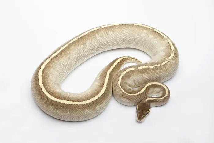 Stampa con cornice : Fantom Mojave Het Ghost Ball Python o Royal Python -Python regius-, femmina.