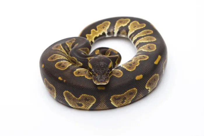 Stampa con cornice : Pitone Reale -Python regius-, Testa Nera, femmina, Markus Theimer allevamento rettili, Austria. Stampa con cornice : Pitone Reale -Python regius-, Testa Nera, femmina, Markus Theimer allevamento rettili, Austria.