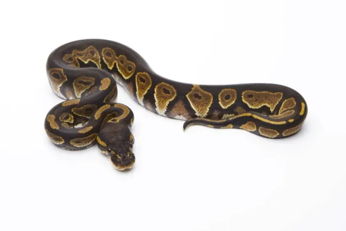 Stampa con cornice : Python reale -Python regius-, Testa nera, femmina, Markus Theimer allevamento rettili, Austria.