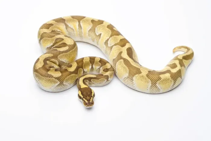 Stampa con cornice : 'Python reale -Python regius-, Enchi Butter, maschio, Markus Theimer allevamento di rettili, Austria'.