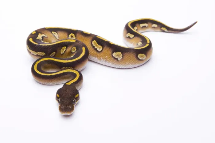 Stampa con cornice : Python reale -Python regius-, Mojave Black Head, femmina, Markus Theimer allevamento di rettili, Austria. Stampa con cornice : Python reale -Python regius-, Mojave Black Head, femmina, Markus Theimer allevamento di rettili, Austria.
