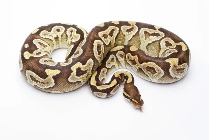 Stampa con cornice : Pitone reale -Python regius-, Mojave Razor, femmina, Markus Theimer allevamento rettili, Austria. Stampa con cornice : Pitone reale -Python regius-, Mojave Razor, femmina, Markus Theimer allevamento rettili, Austria.