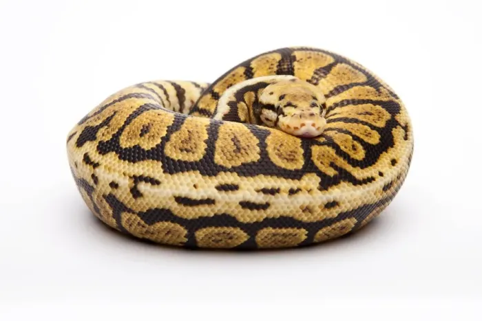 Stampa con cornice : Python reale -Python regius-, Powerball, maschio, allevatore di rettili Willi Obermayer, Austria.