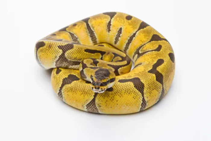 Stampa con cornice : Pitone reale -Python regius-, Super Enchi, femmina, Markus Theimer allevamento rettili, Austria. Stampa con cornice : Pitone reale -Python regius-, Super Enchi, femmina, Markus Theimer allevamento rettili, Austria.