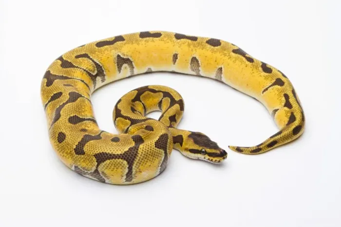 Stampa con cornice : Pitone Reale -Python regius-, Super Enchi, femmina, Markus Theimer allevamento rettili, Austria.