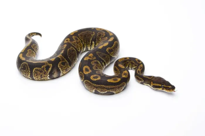 Stampa con cornice : 'Python reale -Python regius-, Super Granite, maschio, Markus Theimer allevamento rettili, Austria'.