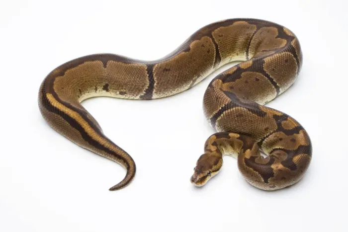Stampa con cornice : Rettile reale -Python regius-, Super Venom, femmina, Markus Theimer allevamento rettili, Austria. Stampa con cornice : Rettile reale -Python regius-, Super Venom, femmina, Markus Theimer allevamento rettili, Austria.