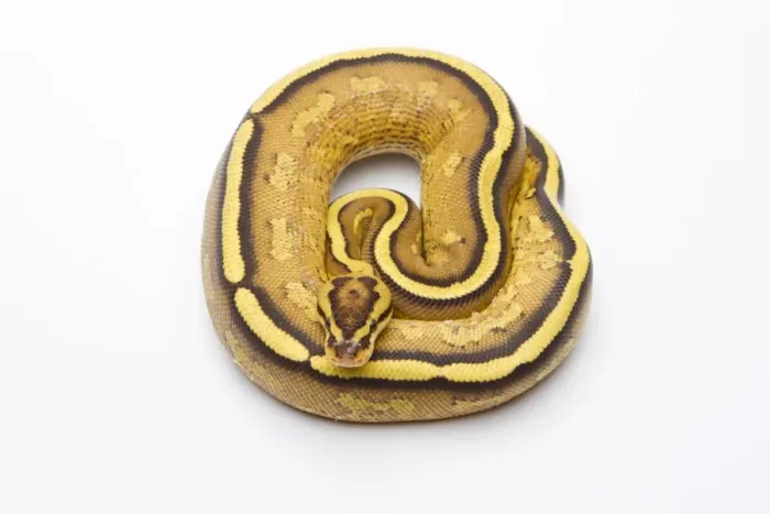 Stampa con cornice : Python reale - Python regius -, Superstripe, maschio, Markus Theimer allevamento rettili, Austria. Stampa con cornice : Python reale - Python regius -, Superstripe, maschio, Markus Theimer allevamento rettili, Austria.