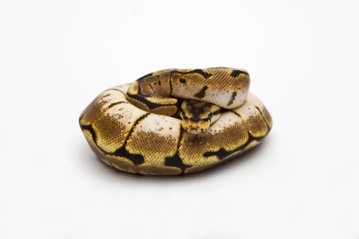 Stampa con cornice : Ragno Ball Python o Python Reale -Python regius-, femmina. Stampa con cornice : Ragno Ball Python o Python Reale -Python regius-, femmina.