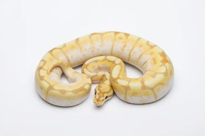 Stampa con cornice : Ragno CG Ball Python o Royal Python -Python regius-, maschio.